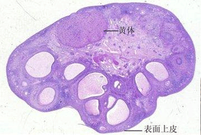 黄体不足怎么调理