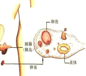 不排卵能怀孕吗