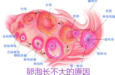 卵泡多大可以受孕