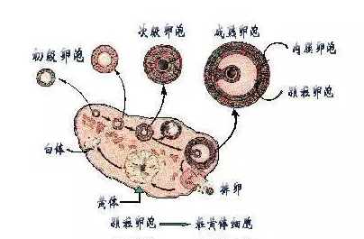 卵泡大小多少正常