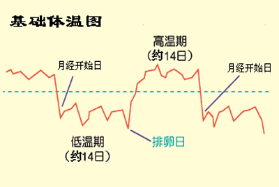 排卵日计算