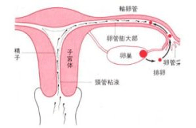 卵泡多大可以受孕不排卵的原因