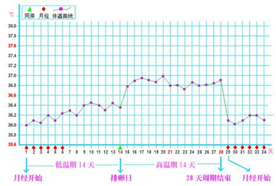 排卵日计算