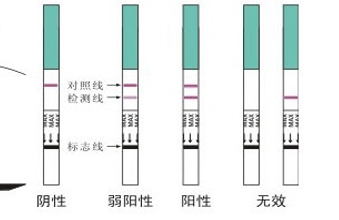 排卵试纸怎么用