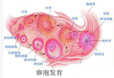 做卵泡监测注意事项