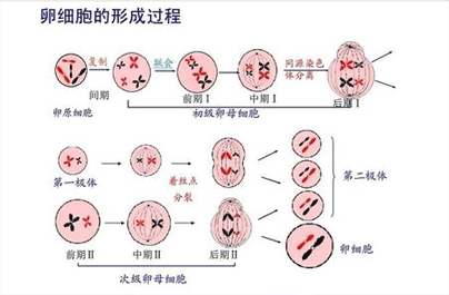 卵细胞什么时候形成的