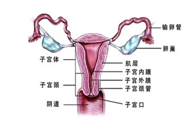 输卵管造影后多久可以要孩子