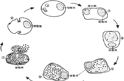 衣原体检查项目