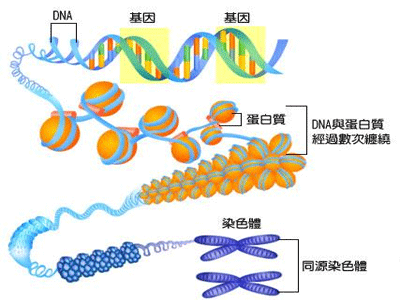 性染色体异常的原因