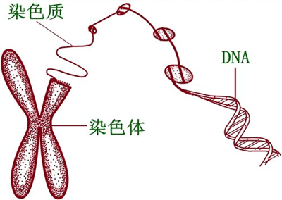 染色体异常的原因