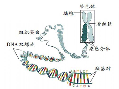 性染色体异常的后果