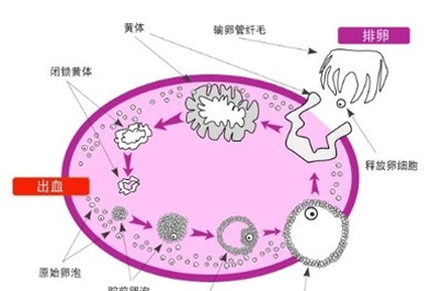 卵泡不破的原因