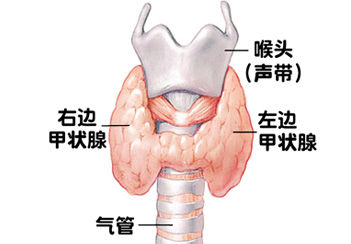 准备怀孕须排查甲状腺功能