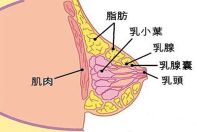 乳腺增生按摩有用吗