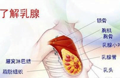 轻度乳腺增生不用怕食疗方法来帮你