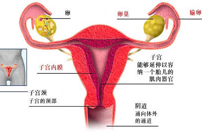 输卵管不孕怎么回事