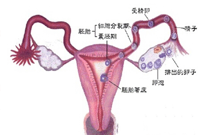 多囊性卵巢综合症的症状