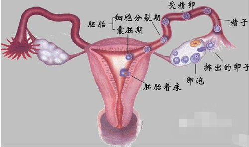 输卵管堵塞有什么症状