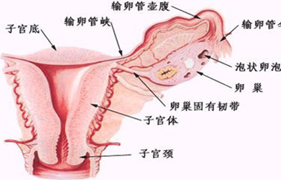 如何预防功血