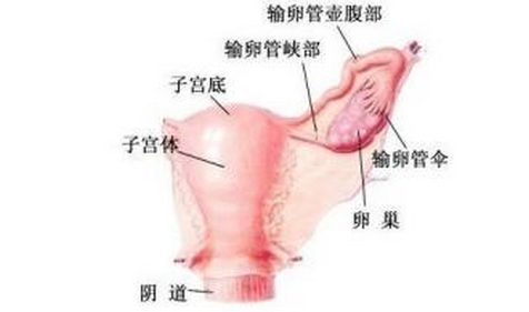 附件炎对生育的影响