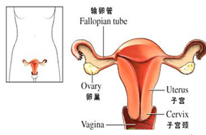 子宫附件炎怎么治疗