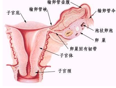 附件炎怎么治疗