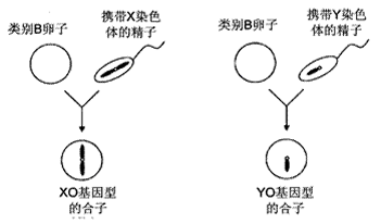 镰刀型细胞贫血症的原因