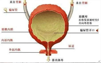 女性尿路感染的原因