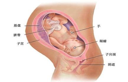 腹腔妊娠的原因