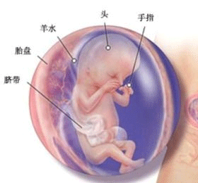 怀孕三个月胎儿会动吗