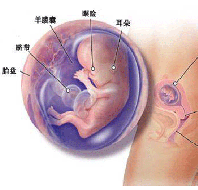 怀孕三个月肚子多大