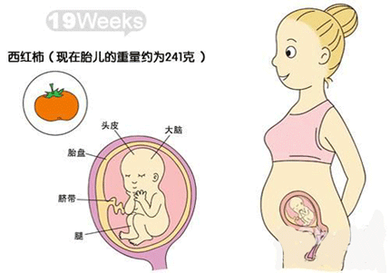 五个月孕妇检查什么