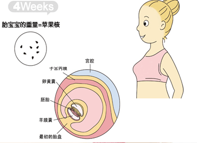 什么情况胚胎发育慢