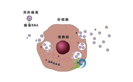 hiv抗体检测阴性正常吗