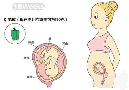 怀孕五个月肚子有多大