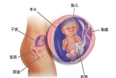 怀孕4个月注意事项