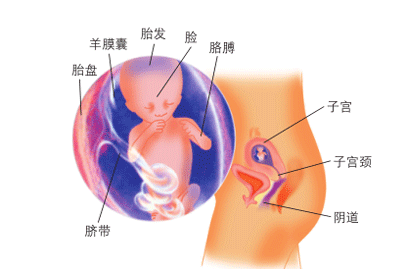 四个月胎儿有多大