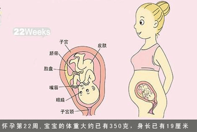 怀孕22周胎儿发育情况