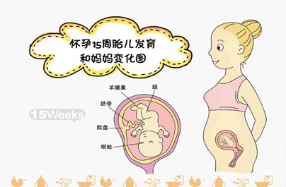孕十五周胎儿发育情况