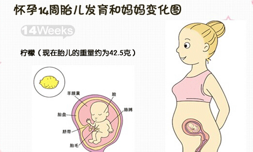 怀孕四个月胎儿有多大