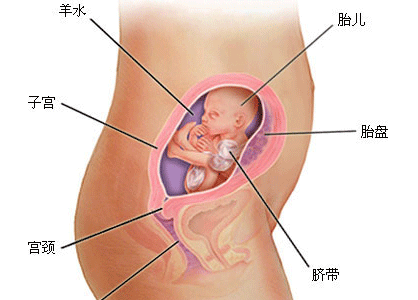 怀孕四个月注意事项