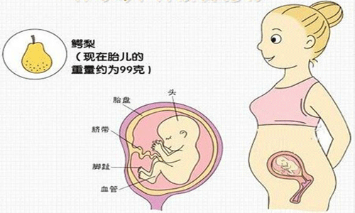 怀孕四个月胎儿有多大