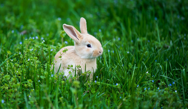 小兔子多少天可以断奶