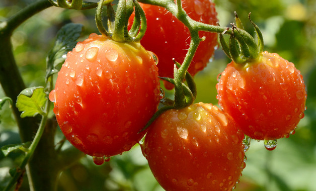 梦到吃西红柿是什么意思