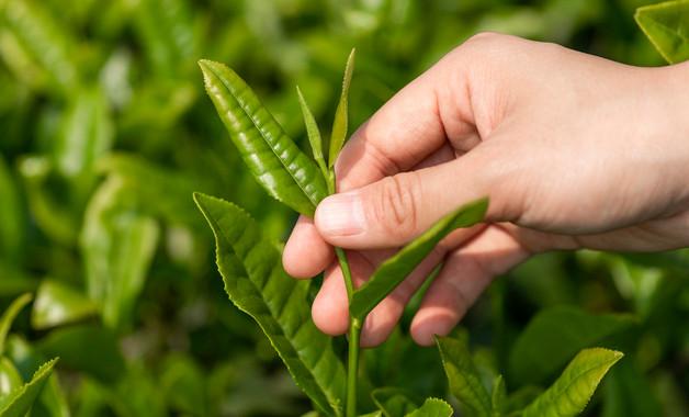 柠檬枸杞菊花茶可以天天喝吗