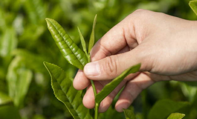 怎么样自制风干水果茶