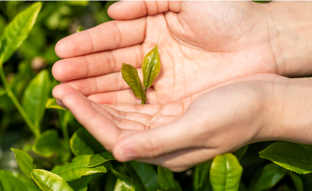 哪种人不可以吃茶树菇